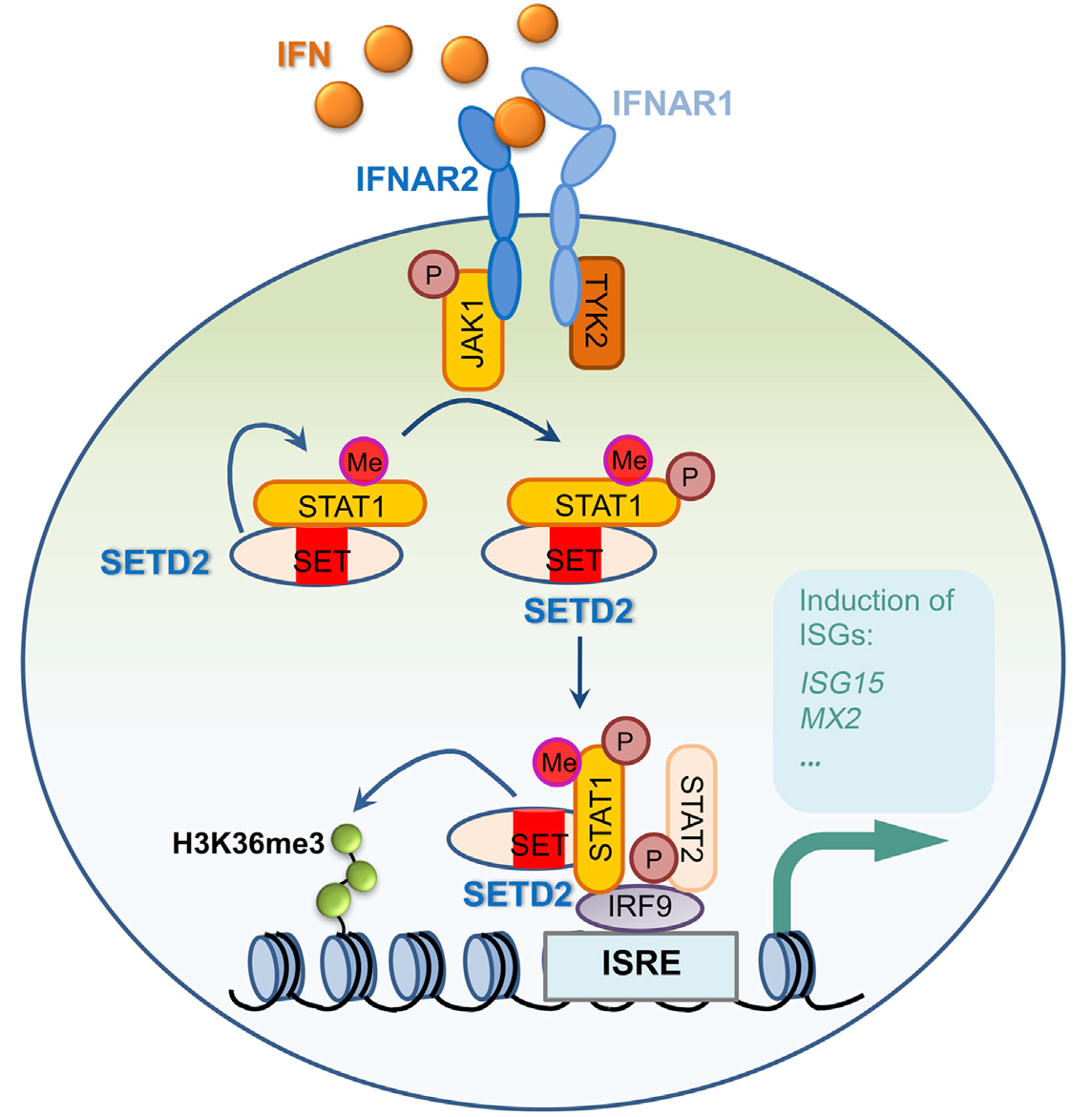 Stat c. Stat1. 8li. Status c20-2li. Stat 1 активация.